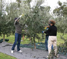 grape picking