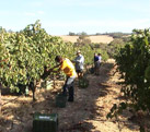grape harvesting