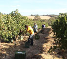 grape harvesting
