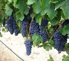 grapes on the vine